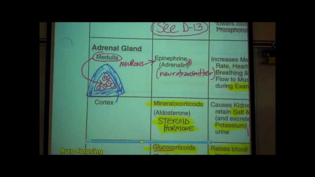 ANATOMY; ENDOCRINE SYSTEM by Professor Fink