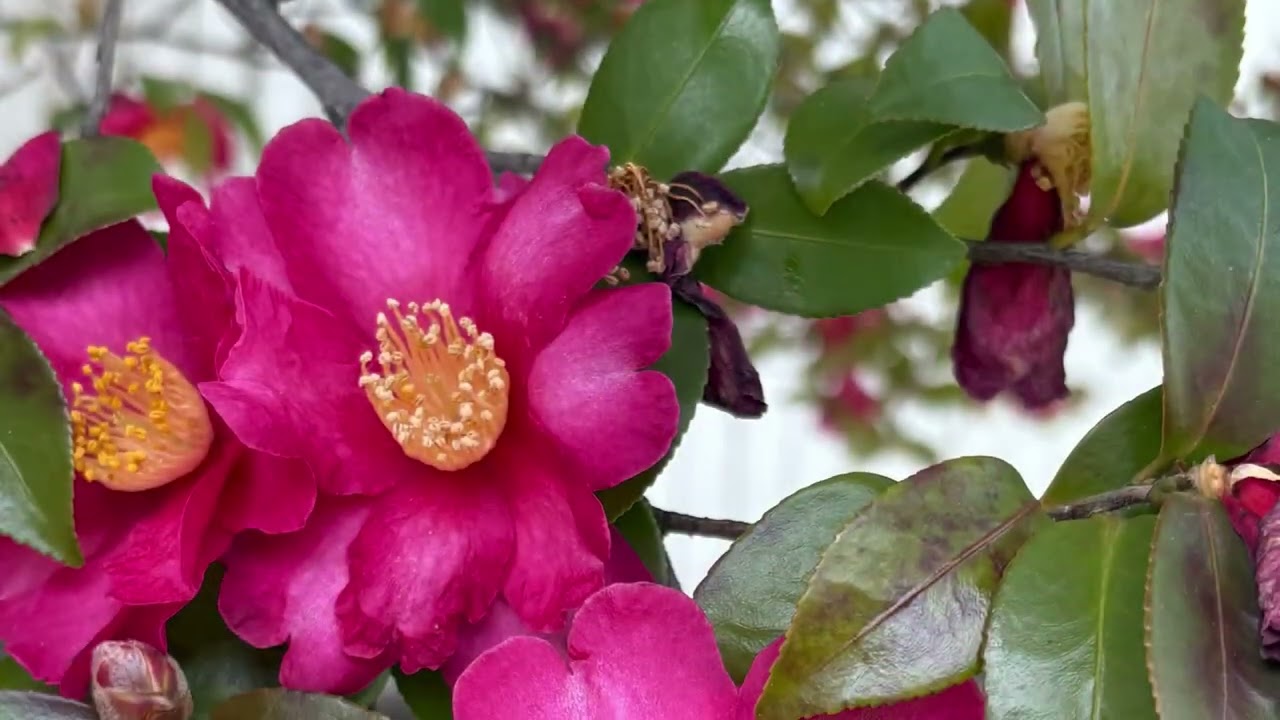 赤いサザンカの花言葉は「謙譲」「あなたがもっとも美しい」　　　　　　　　　　　　　　　　　　　　　　　癒しの花と音楽