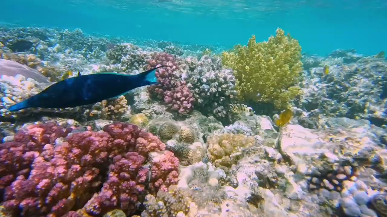 House reef of Fort Arabesque at Makadi Bay, Egypt, Red Sea