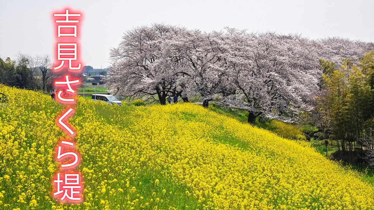 吉見さくら堤公園『埼玉最大級 最高の菜の花と桜のトンネル🌸』【桜2025🌸】埼玉桜の名所 - Yoshimi Sakura Tsutsumi Park