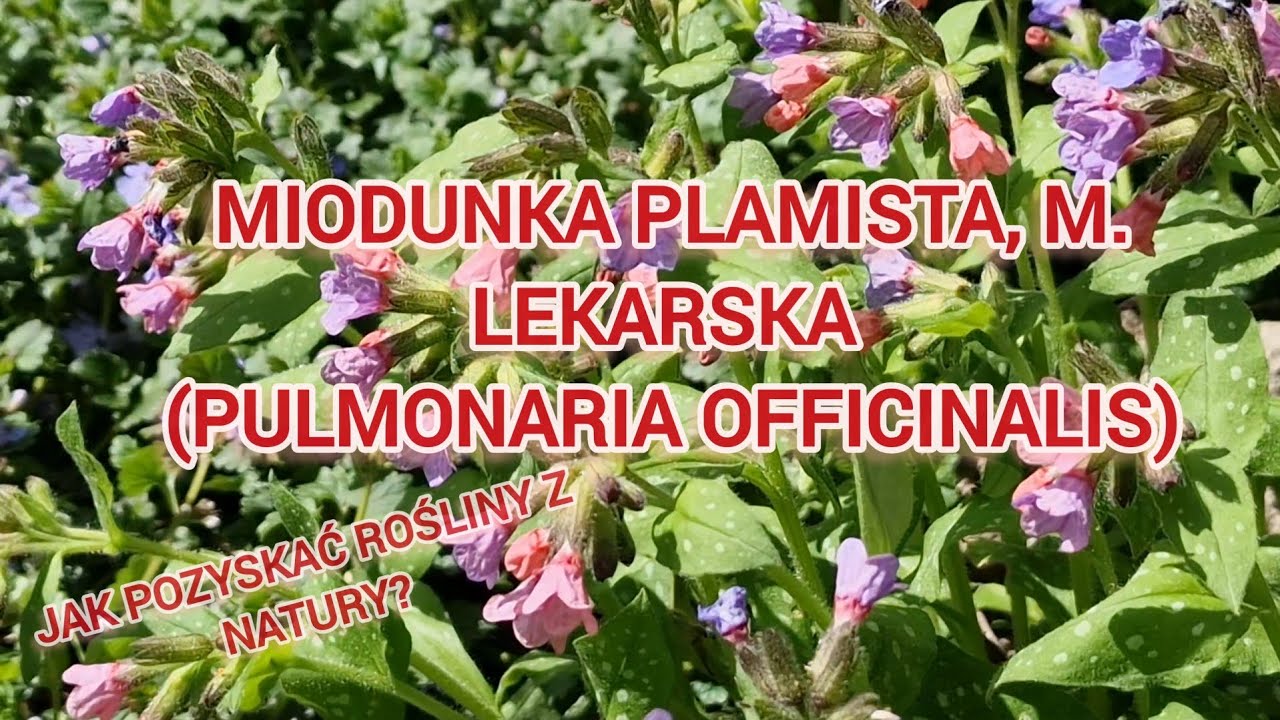 Jak pozyskiwać rośliny z natury? Miodunka plamista, m. lekarska (Pulmonaria officinalis) Żywokost.