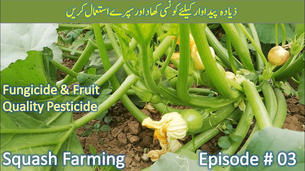 Squash/Tindi Farming | Squash Diseases and Pesticide | Allah Tawakal Agricultural Farm | Episode# 03