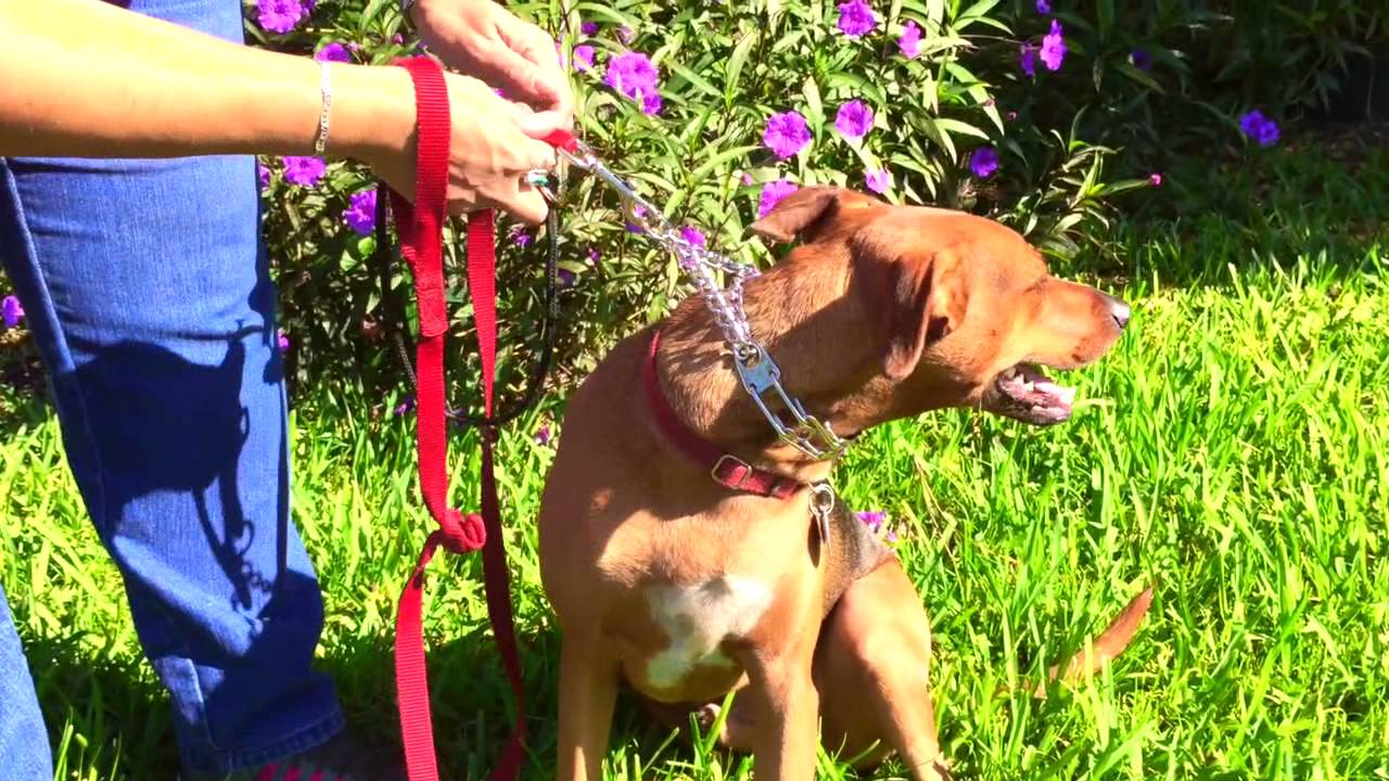 Choke collar basic training dog obedience