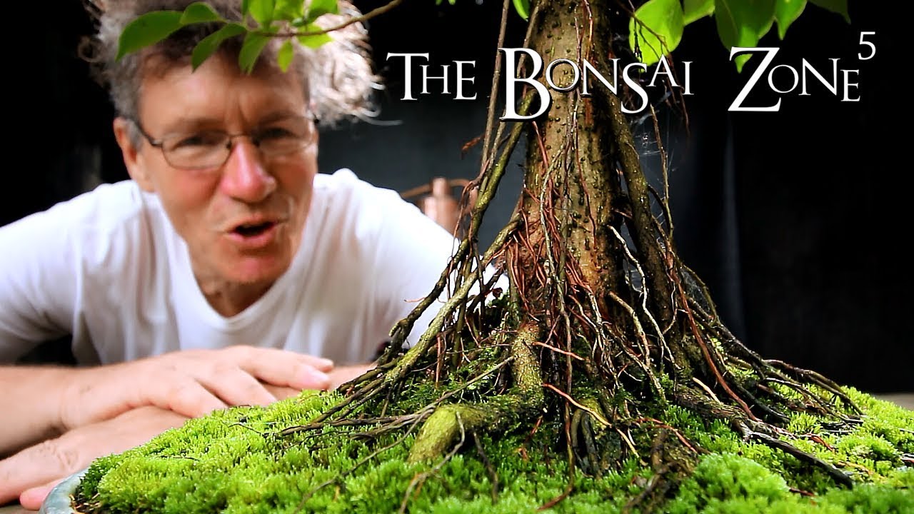 My Bonsai Show Tree Selection, Part 7, Sept 2018