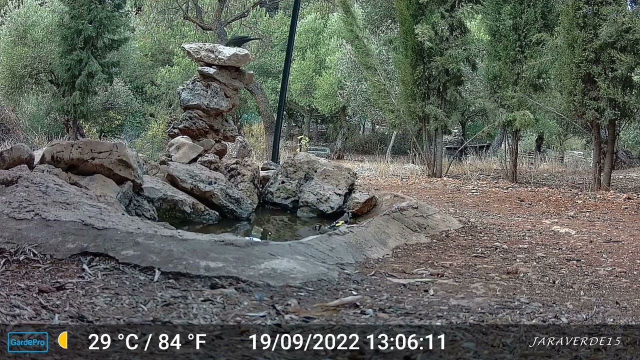 Camara Trampa en el Bebedero del Refugio de la Serpiente (PITO IBERICO)