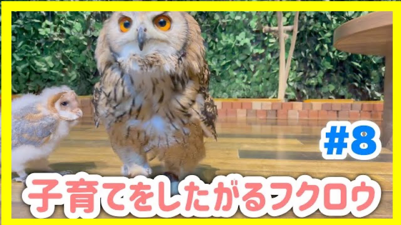 【貴重映像】今年も子育てをしたがるフクロウ#8【ベンガルワシミミズク】