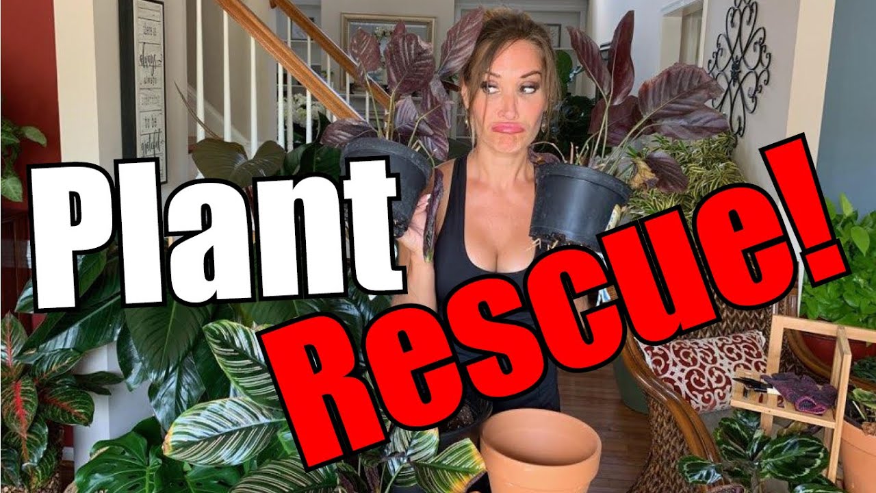 Calathea, Plant Problem Child! | Plant Rescue & Re-potting Session | Failing Plants | Re-pot Maranta