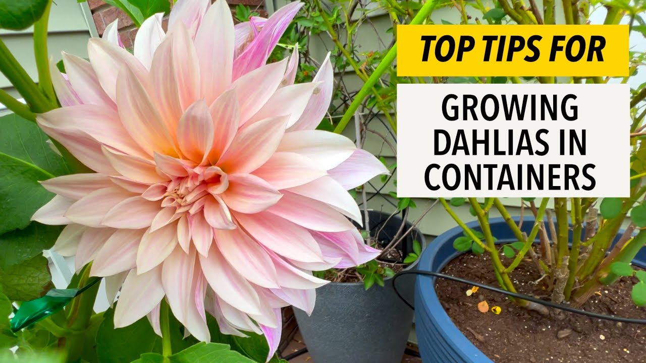 Полезные советы по выращиванию георгин в контейнерах