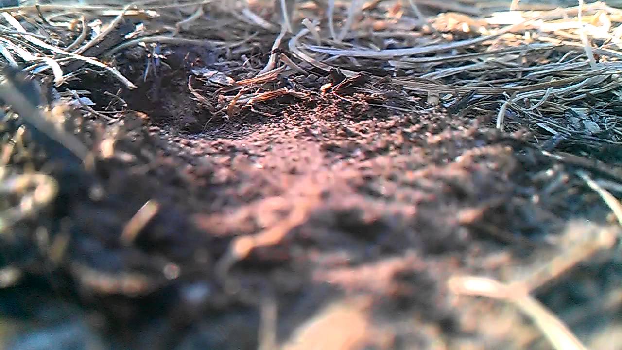 Sand Wasp building nest 720p