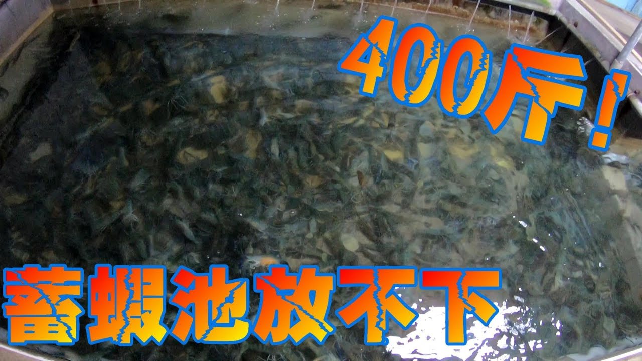 月世界釣蝦場豪放四百斤釣到爽真的不是蓋的400斤!!!Shrimp fishing in Taiwan  台湾のエビ釣り240kg