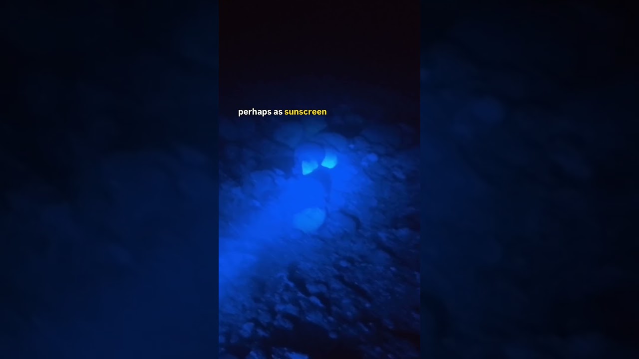 Night Diving for Fluorescent Coral Activity at the IUI Marine Research Station in Eilat, Israel.