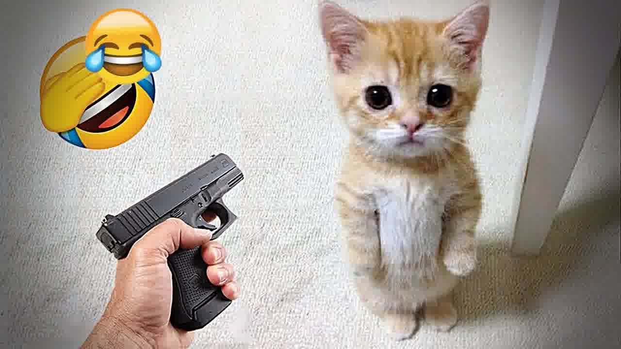 FUNNY CATS are the perfect mood booster 😂 Best FUNNY CAT videos 2024