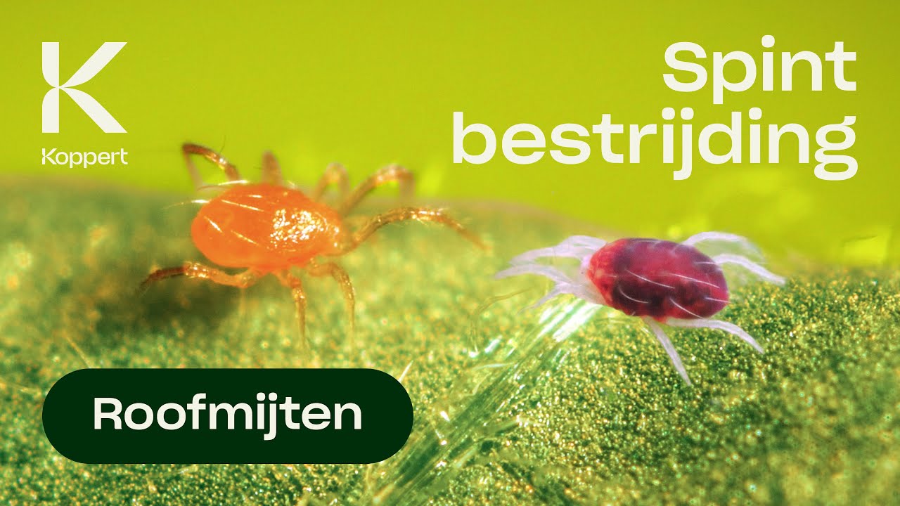 Spint bestrijden met roofmijt Phytoseiulus persimilis