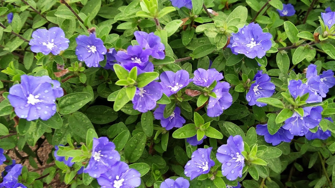 QUAL O SEGREDO PARA TER AZULZINHAS TÃO EXUBERANTES?