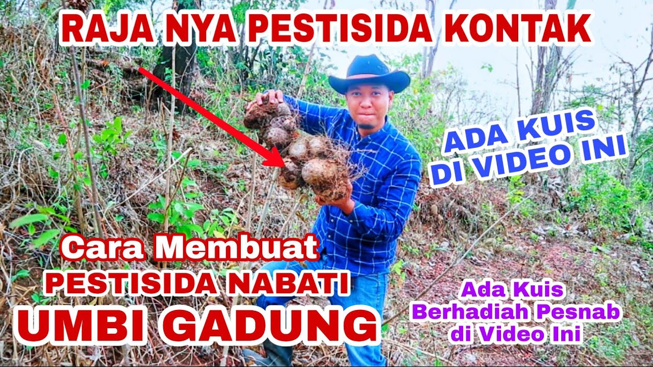 GANAS!! Pestisida Nabati dari Umbi beracun ( Gadung )