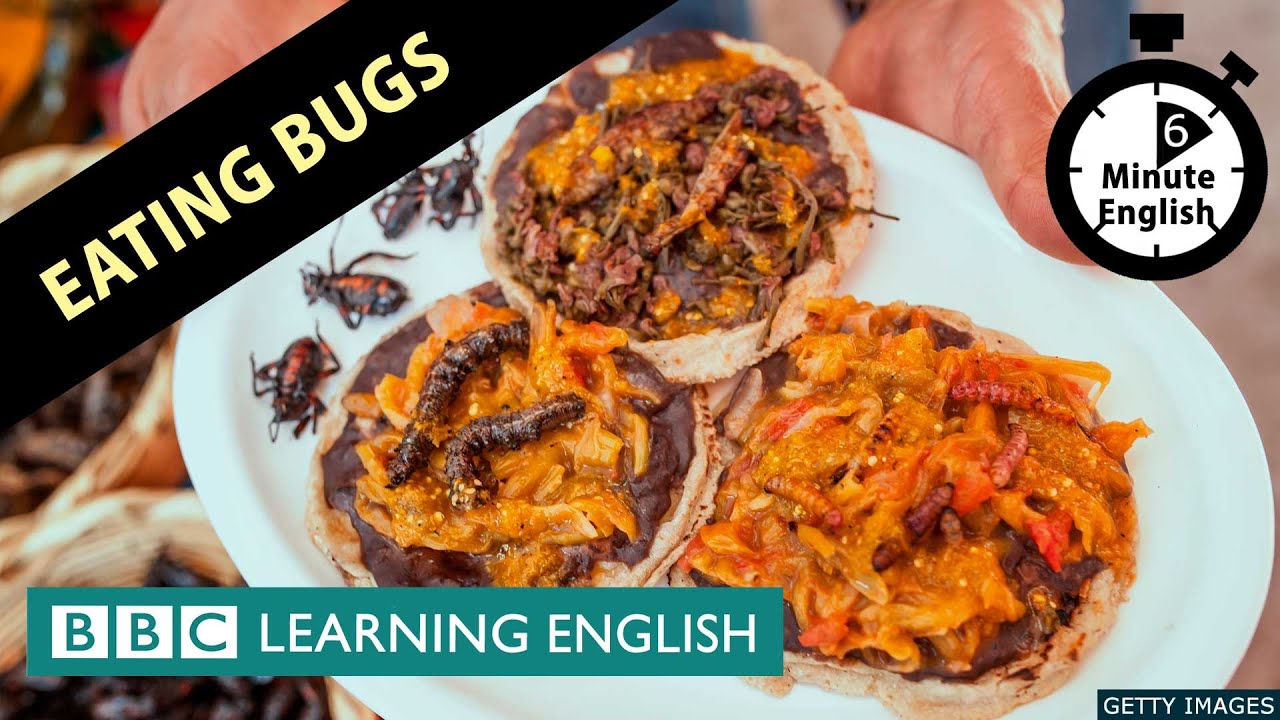 Eating bugs - 6 Minute English