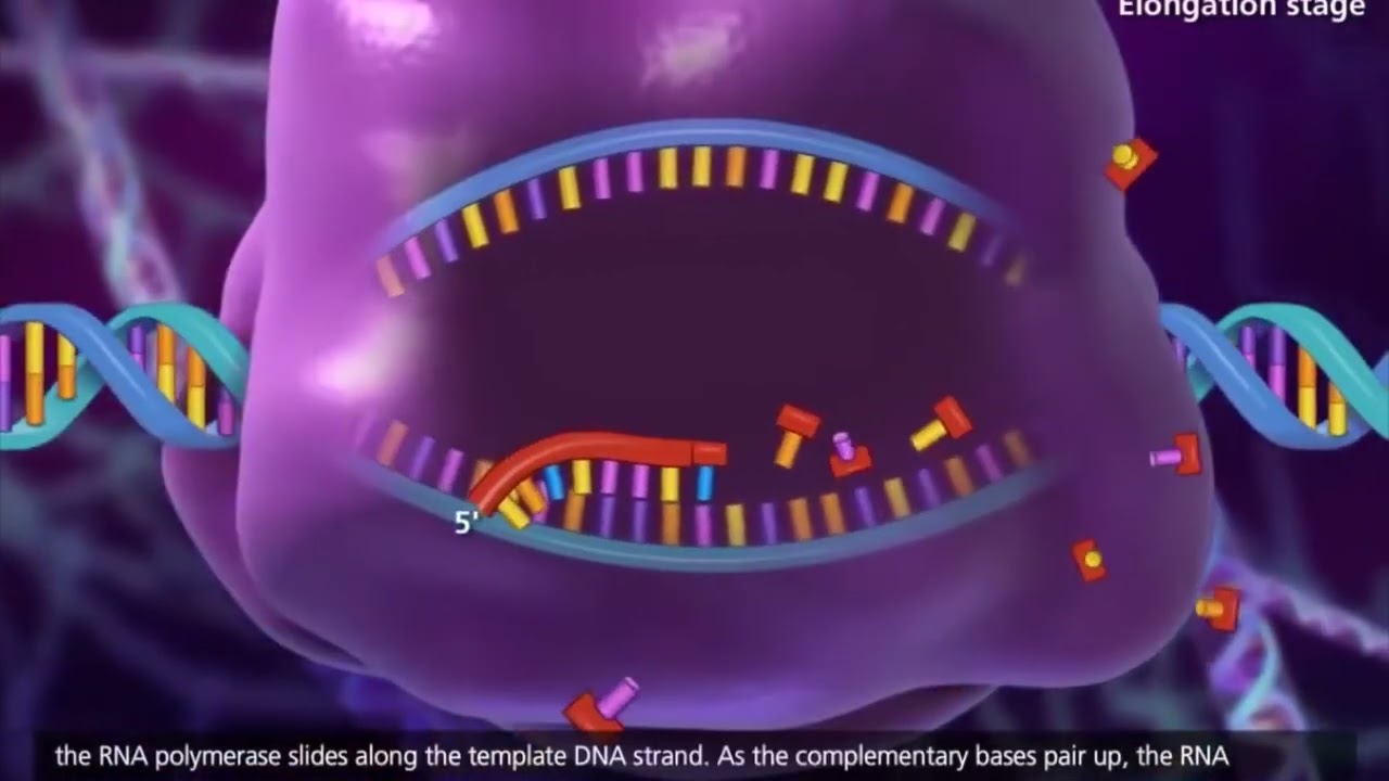Transcrição e Tradução do DNA: animação Dublada.