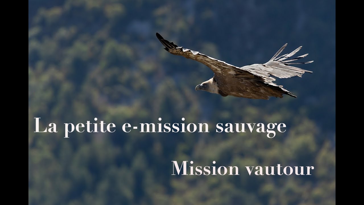 La petite e-mission sauvage : Episode 17 les vautours J'AI LE VERTIGE