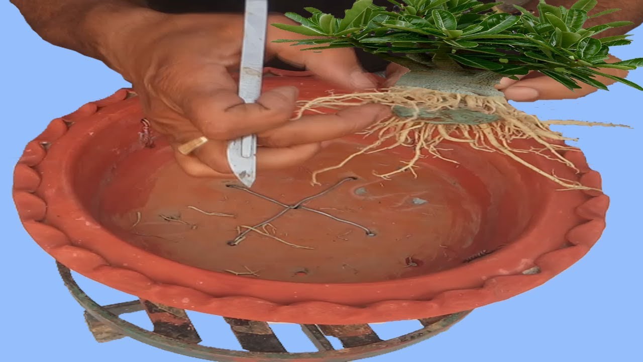 2nd Phase Training of Bonsai Adenium for Big Caudex and Radial Roots