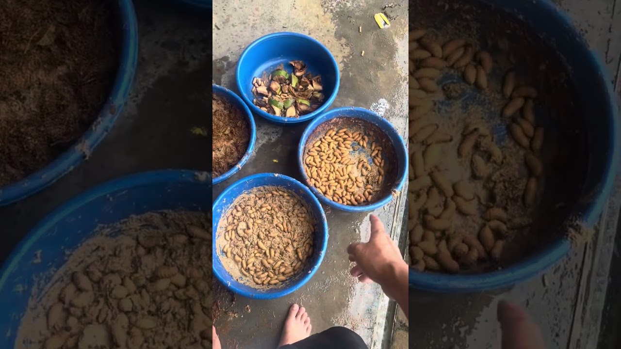 Nuôi Đuông Dừa ở Chí Linh