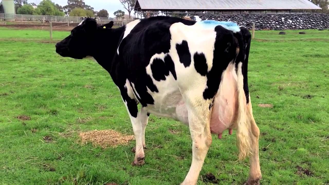 2013 Holstein Australia Video Judging Competition