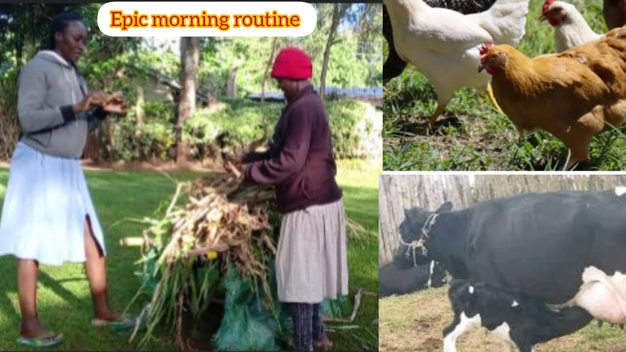 Mind blowing!!Morning Routine Of An African  Village Mum,Simple  Organic Feeds But Very Productive