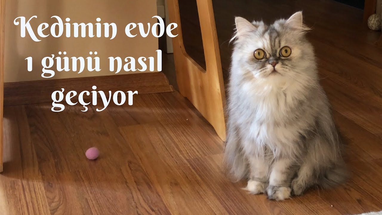Ev kedisi Lola'nın 1 günü nasıl geçiyor dersiniz? Vlog, hadi seyredin!