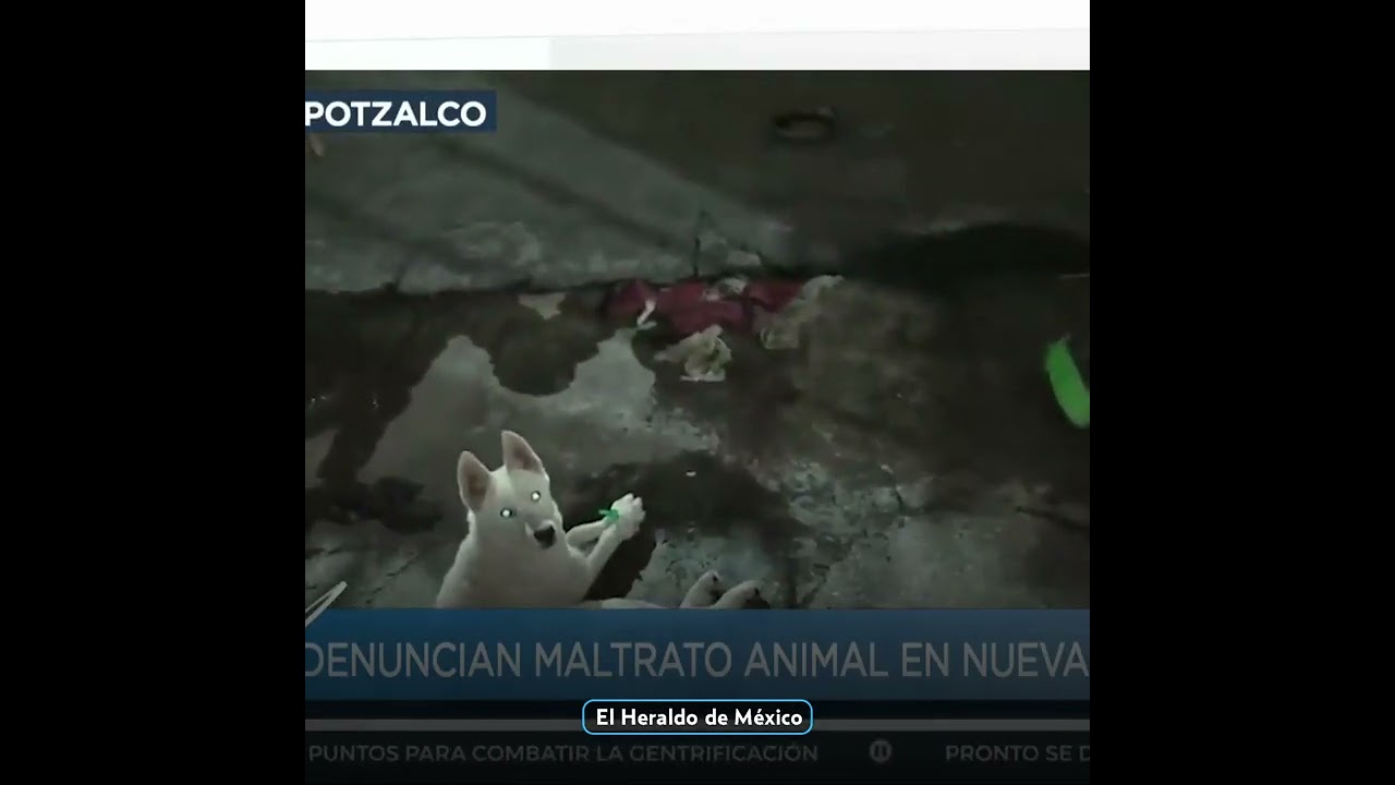 &iexcl;Inaceptable maltrato animal en Azcapotzalco! Autoridades rescatan a perro atado&nbsp;y&nbsp;abandonado