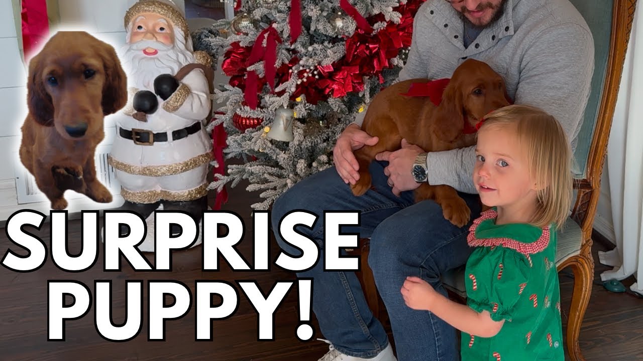SURPRISE CHRISTMAS PUPPY!
