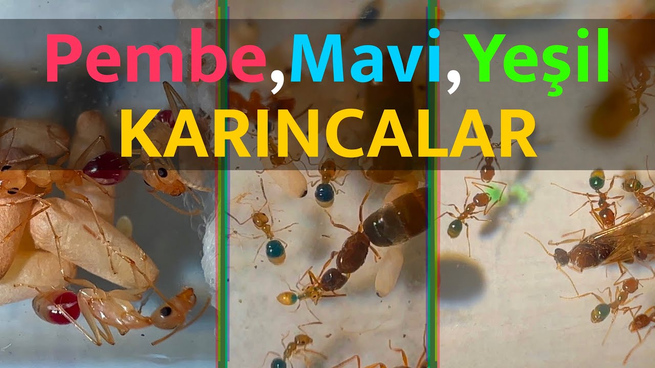 Karınca Boyamak !!! | Componotus,Plagiolepis ve Niceleri
