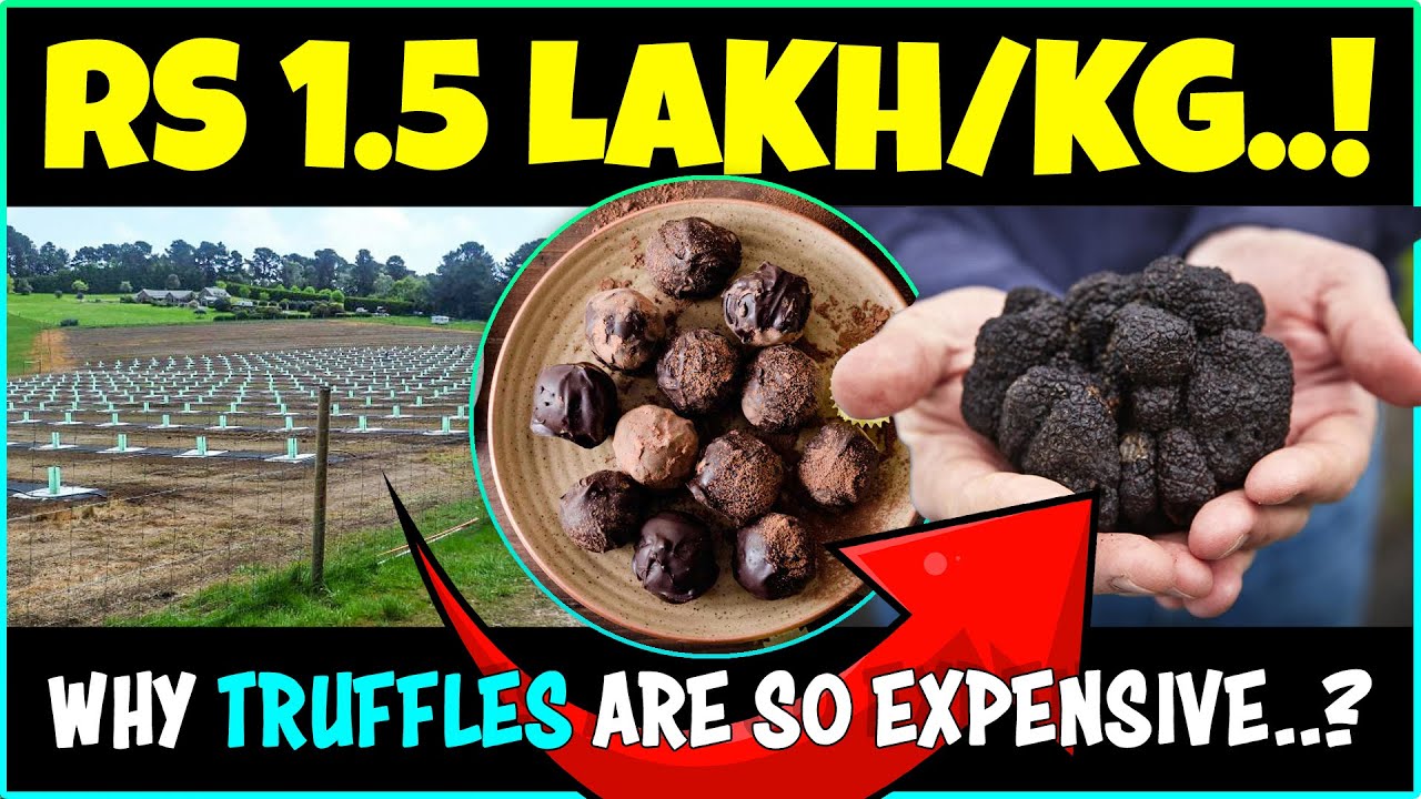 Truffle Farming: How to Grow Truffles - Expert Tips for Success!