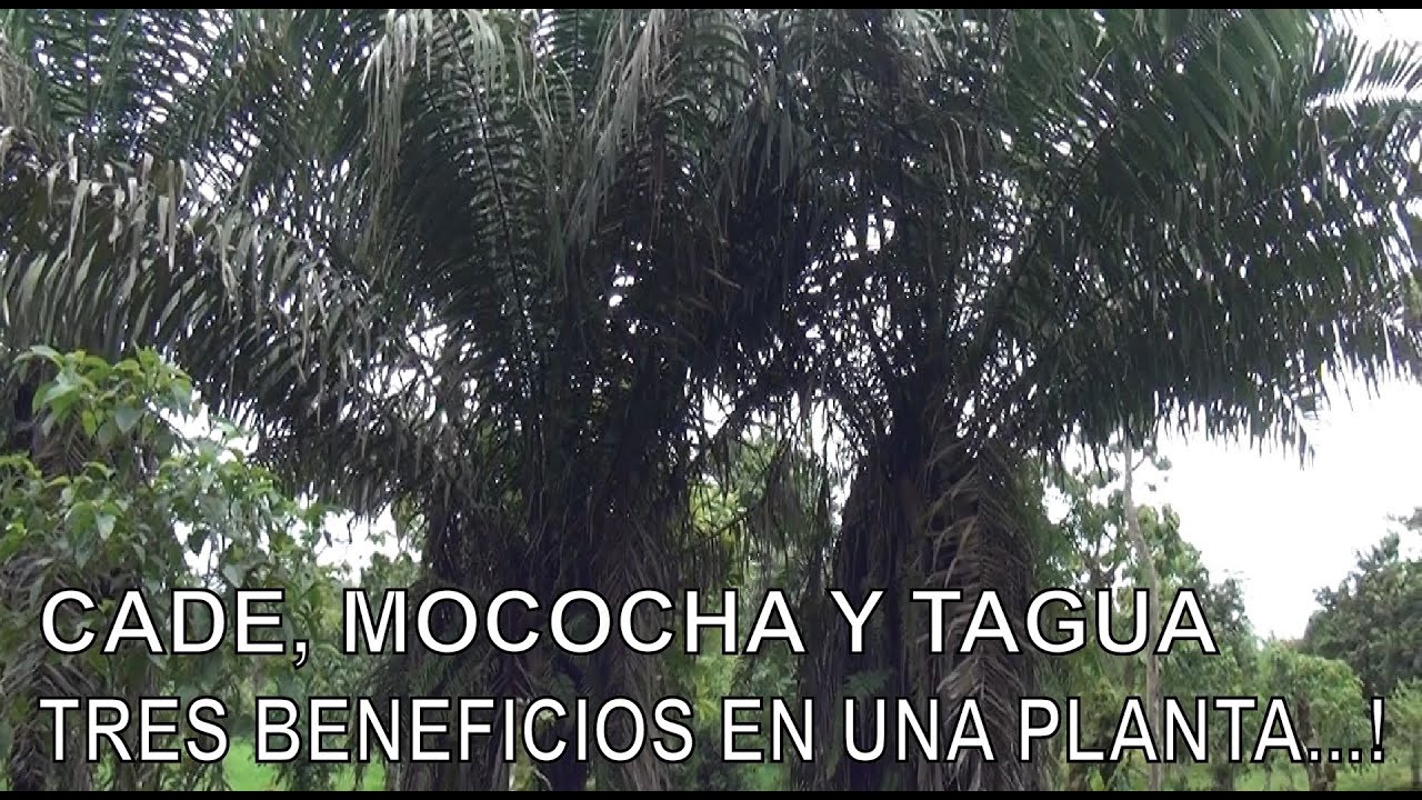 LA TAGUA Y SUS BENEFICIOS