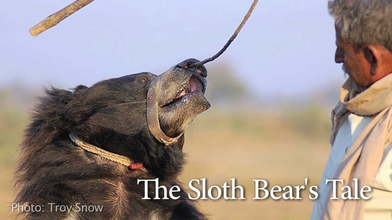 Dancing Sloth Bears - The Real Jungle Book Bear, India