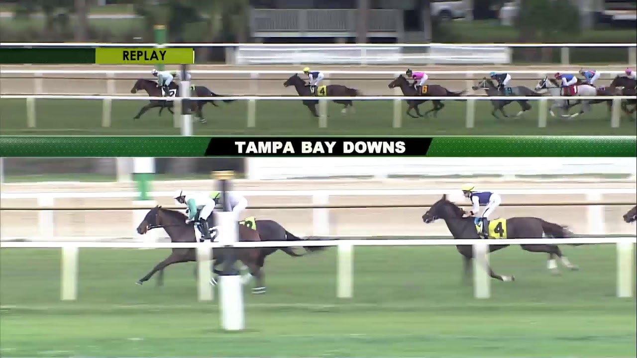 Tampa Bay Downs Live Stream