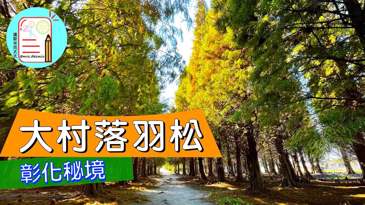 彰化秘境。大村落羽松 | Cypress Trees in Changhua | Taiwan Travel