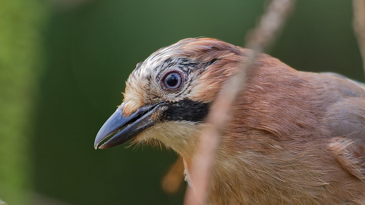 Eurasian jays chattering