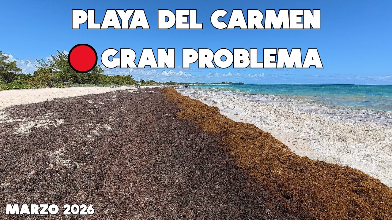 Playa Del Carmen🔴Sargazo Excesivo Ahora Si🌴9 Marzo 2026
