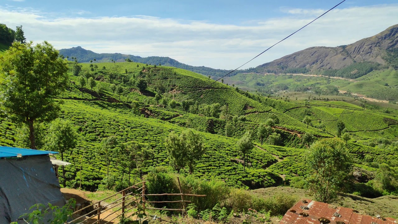 Munnar Tea Estate - Devikulam