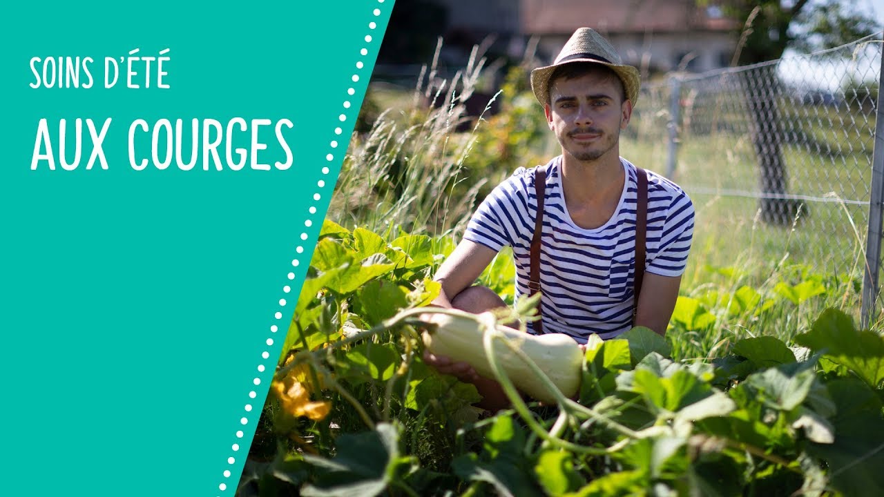 Soins des courges