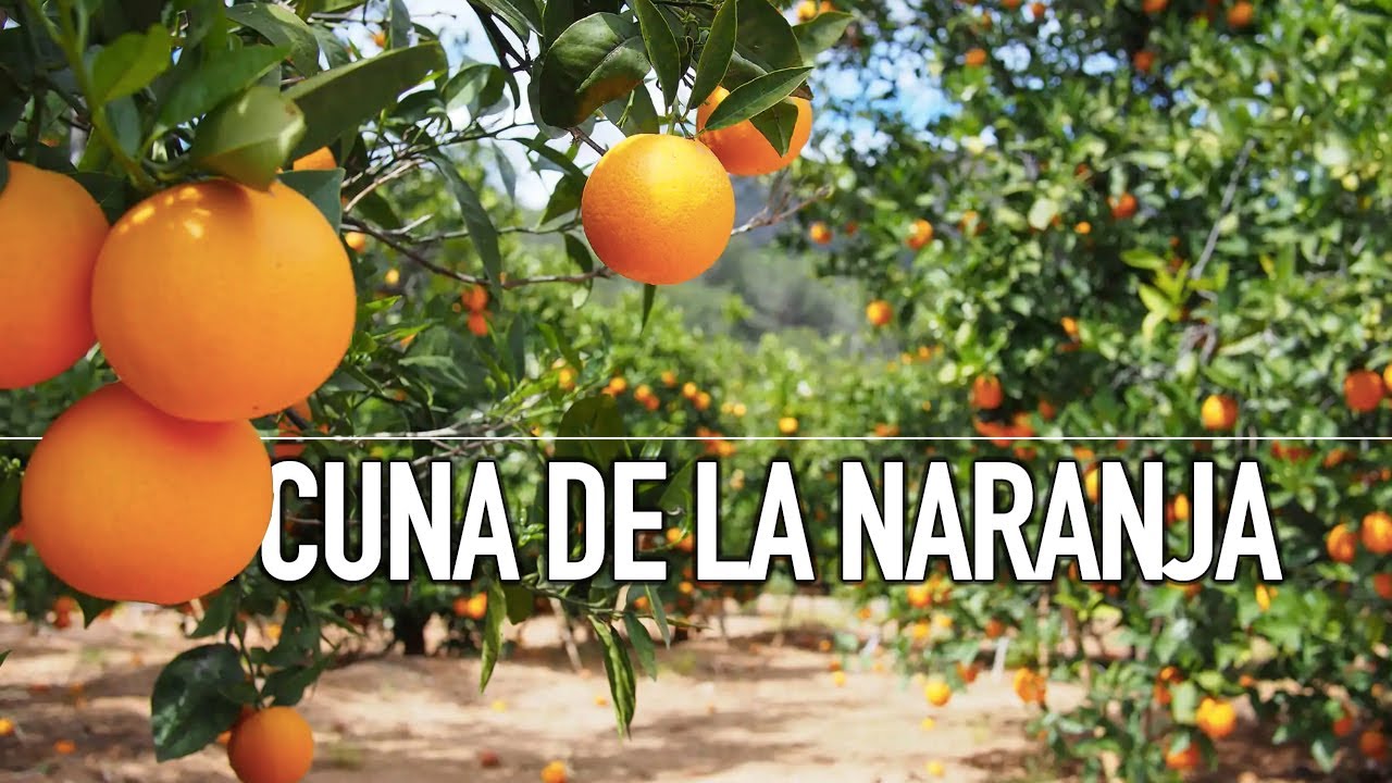 EXCURSIÓN DE 1 DÍA desde VALENCIA a CARCAIXENT, la CUNA DE LAS NARANJAS 🍊🍊🍊