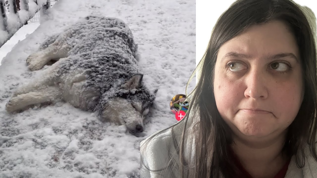 Reacting to the Funniest Dog & Cat Antics (TikTok Edition)
