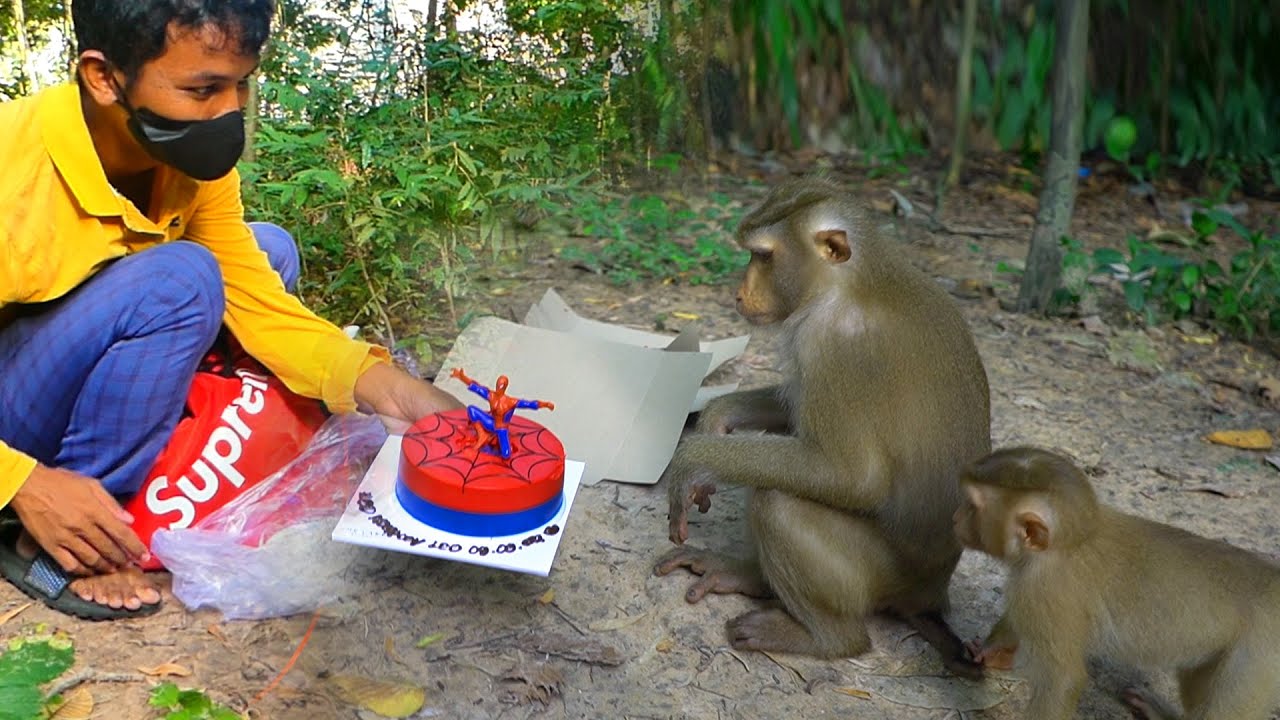 Surprised LEO! 🐒Happy Birthday Monkey LEO He Is One-Year-Old Sep, 9 2024