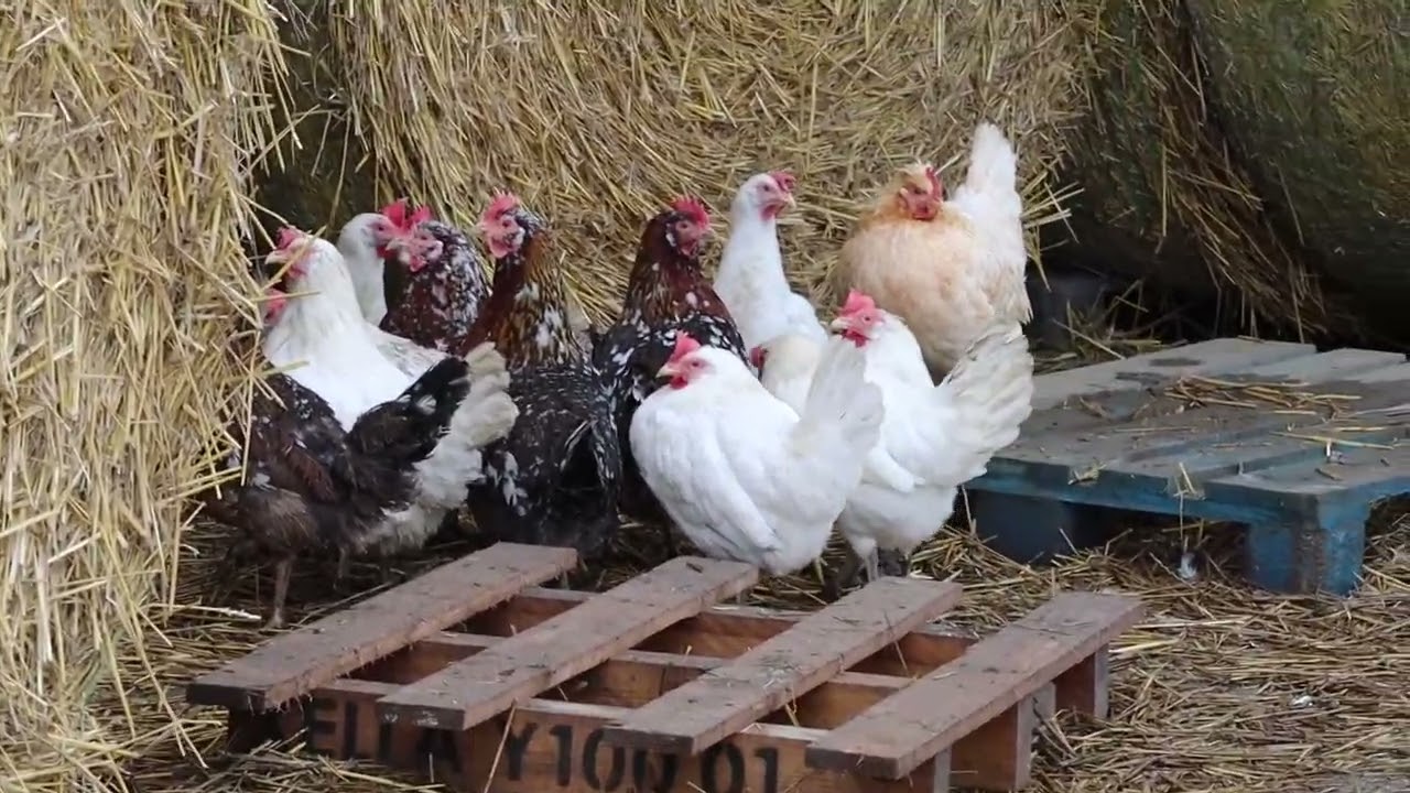 Hen
