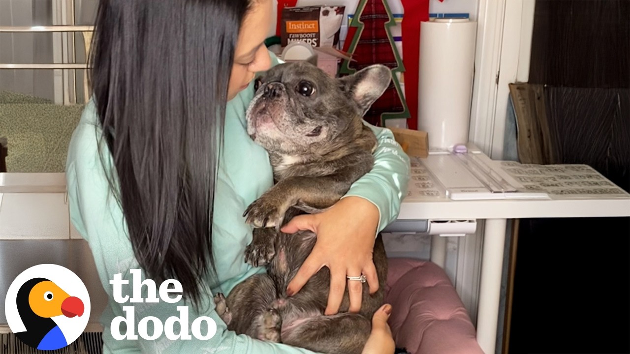 Why Dogs Are Obsessed With Their Millennial Parents | The Dodo