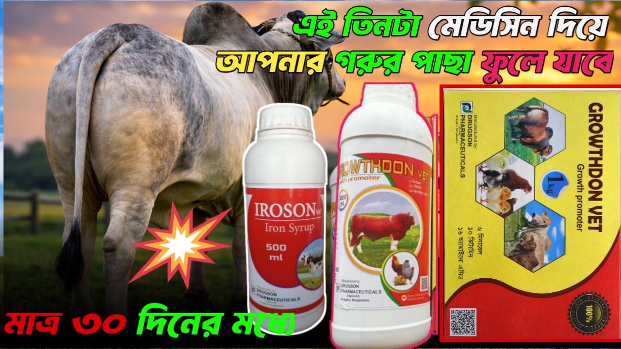 যদি আপনার গরুর পাছা ফুলতে চান|তাহলে এই তিনটা মেডিসিন ব্যবহার করতে পারেন|Uzzalagro