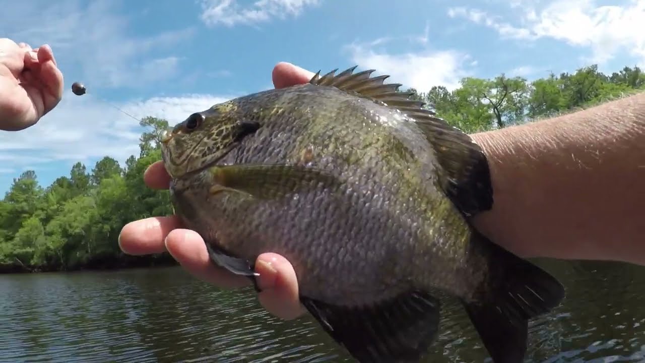 Catching Big Bluegill My Birthday.
