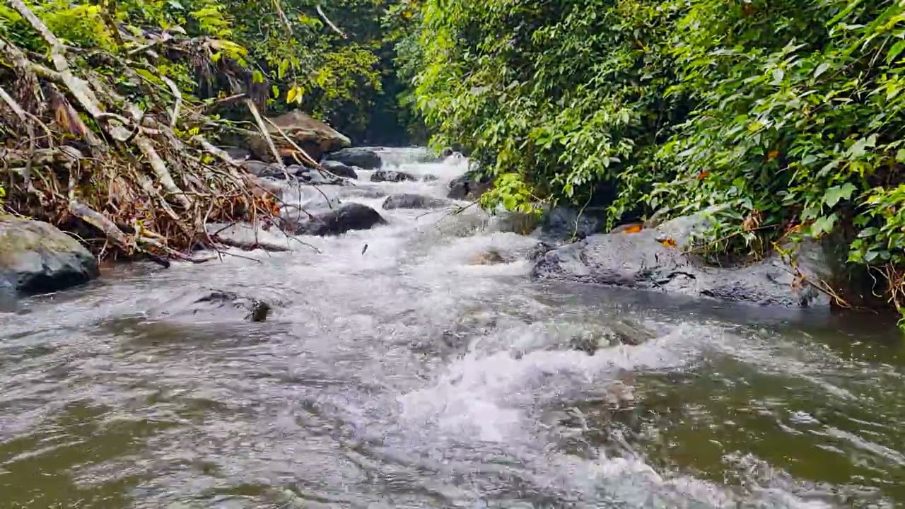 Calming River Flow For Deep Focus & Mental Freshness 4K &bull; 1 Hour River Stream Ambience