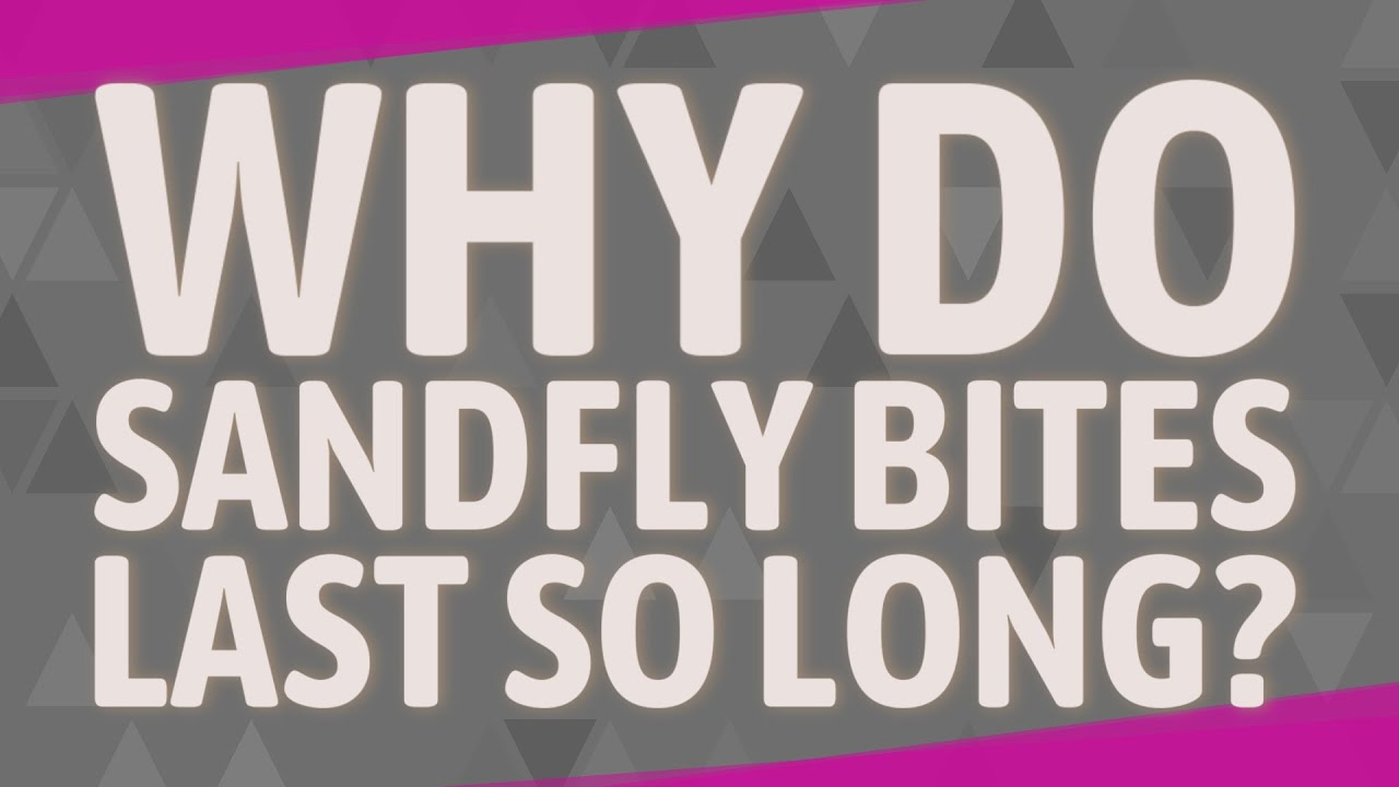 Why do sandfly bites last so long?