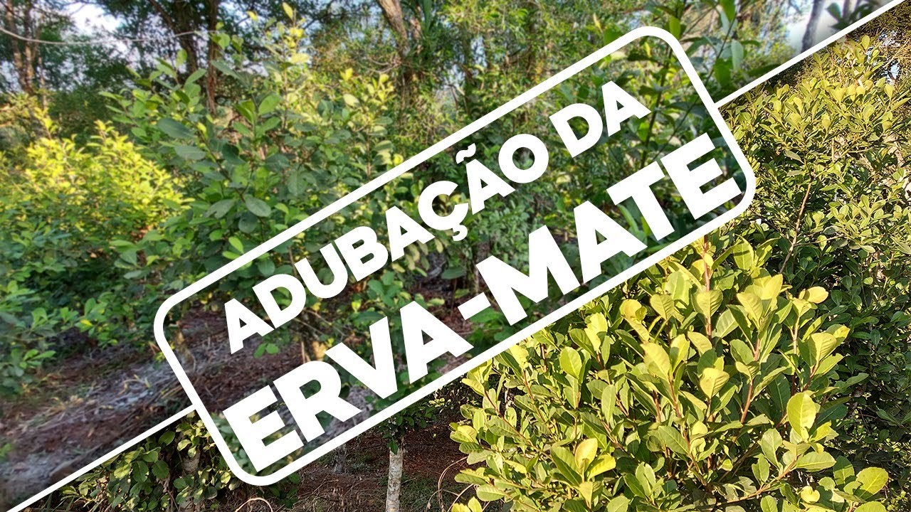 Aplicando o adubo e o calcário no erval – Projeto Erva 20