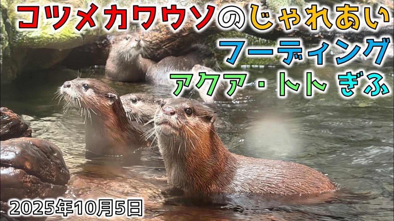 【アクア・トトぎふ】コツメカワウソのじゃれあい・フーディング